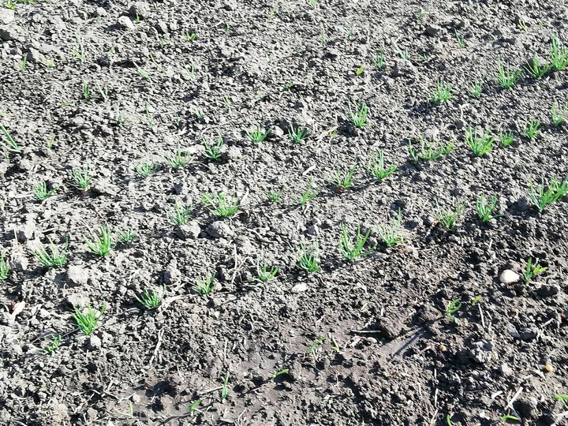  - 00- 2019- De primavara