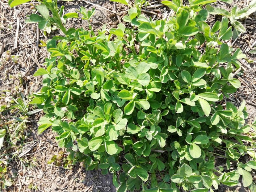  - 00- 2019- De primavara