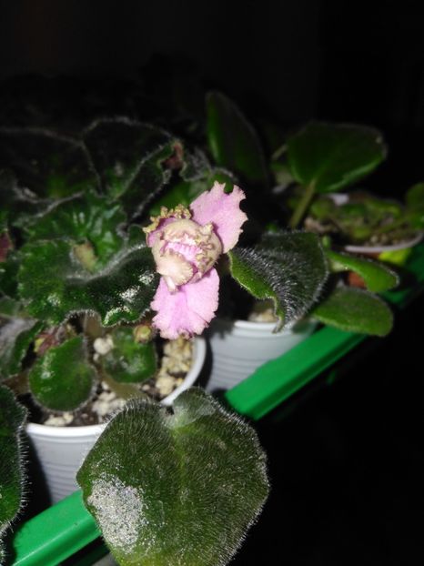 Boboc - LE Fuchsievoe Kruzhevo