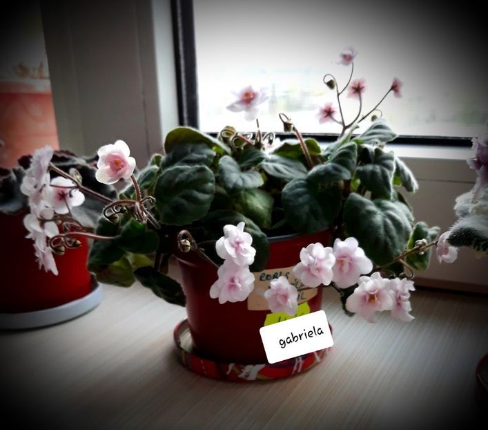 Rob-s Vanilla trail - Rob-s Vanilla Trail