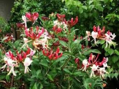 Lonicera  Gold Flame-20lei - aaPlante ornamentale disponibile