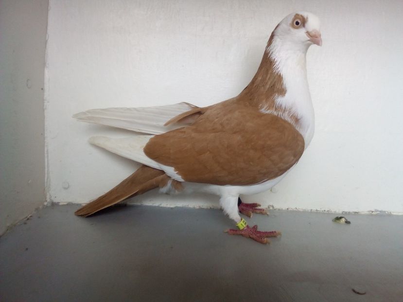  - jucatori de galati pe galben