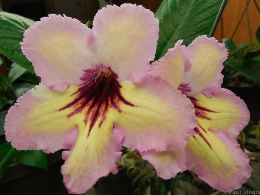 DS-Hors - streptocarpusi 2019