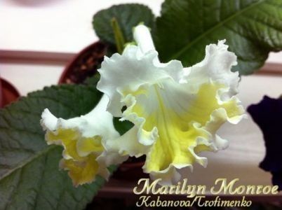 Marylin Monroe - 2 Rezervate 2