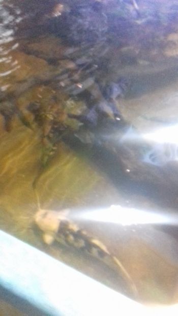  - Gradina botanica Galati