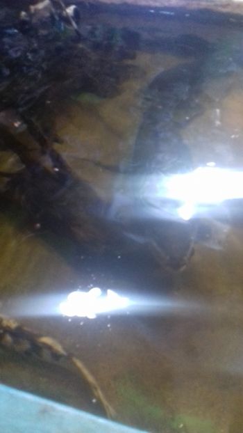  - Gradina botanica Galati