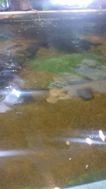  - Gradina botanica Galati