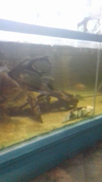  - Gradina botanica Galati