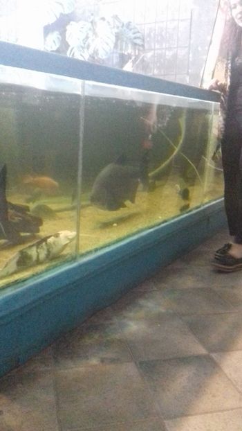  - Gradina botanica Galati