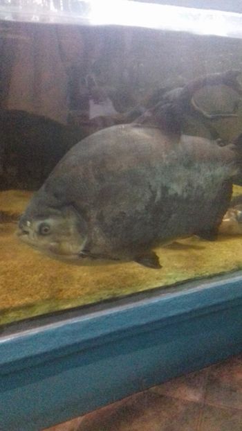  - Gradina botanica Galati