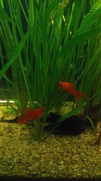  - Gradina botanica Galati