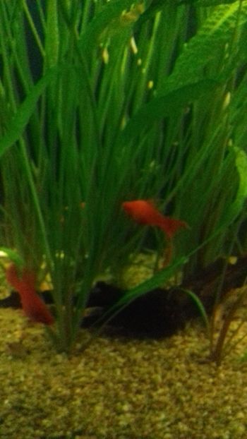  - Gradina botanica Galati