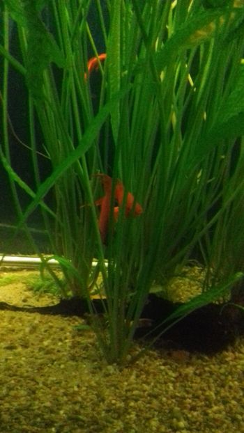  - Gradina botanica Galati