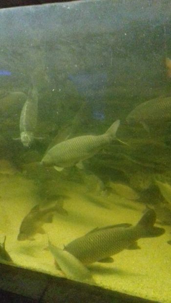  - Gradina botanica Galati