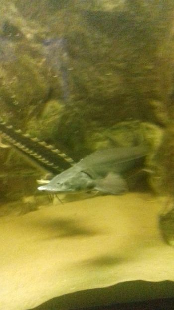  - Gradina botanica Galati