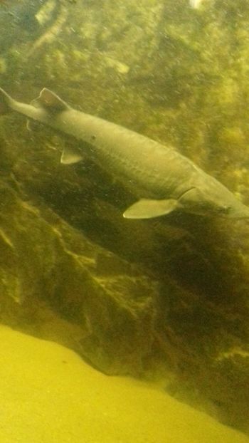  - Gradina botanica Galati