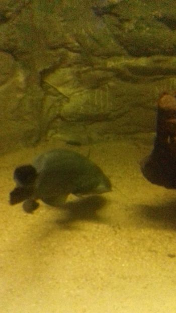  - Gradina botanica Galati