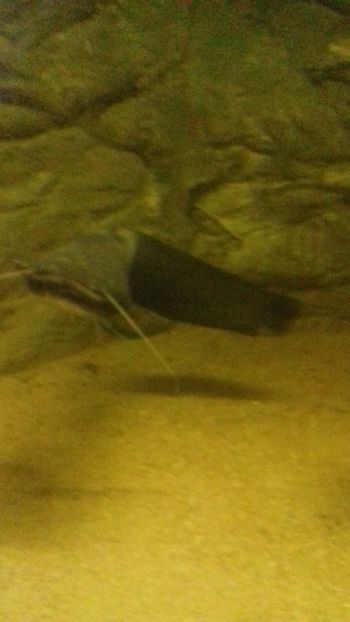  - Gradina botanica Galati