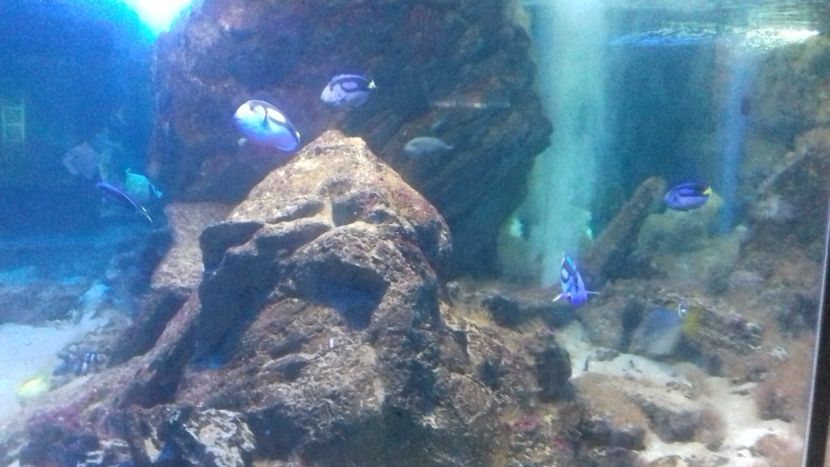  - Gradina botanica Galati