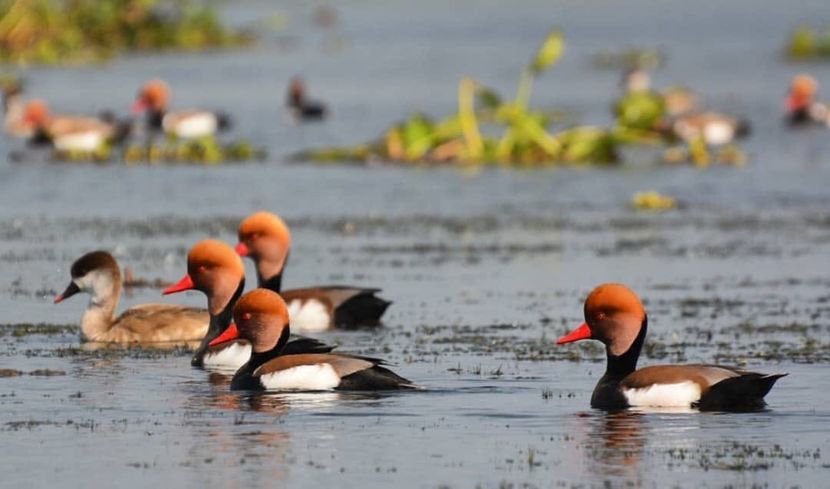  - Un fel de rai pe pământ!