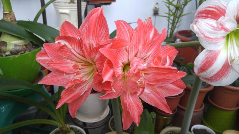  - crini reinfloriti 2019