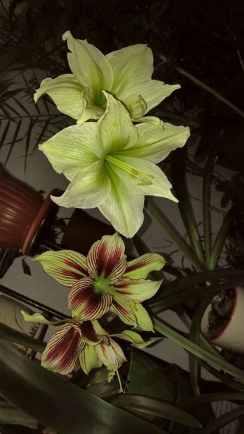  - crini reinfloriti 2019