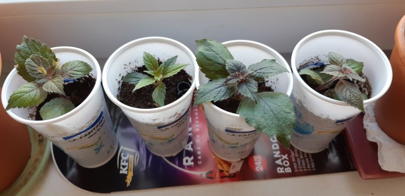 Cresa - Achimenes 2019