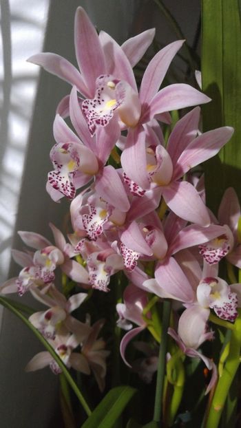  - cymbidium 2019