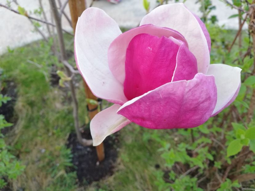  - Magnolia soulangeana Rustica Rubra