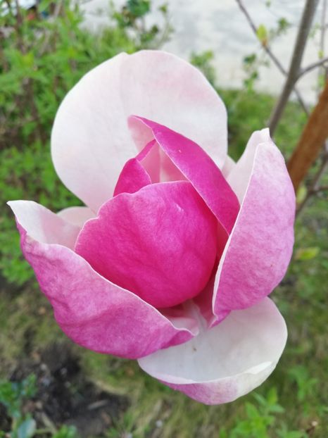  - Magnolia soulangeana Rustica Rubra