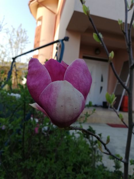  - Magnolia soulangeana Rustica Rubra