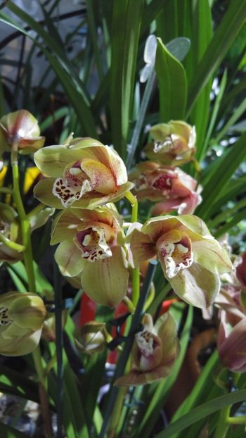  - cymbidium 2019