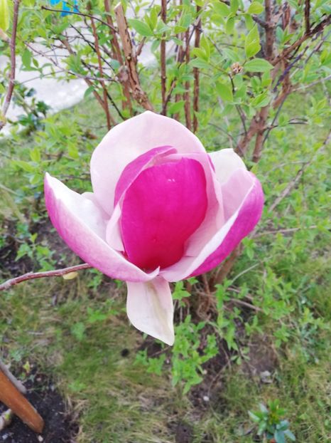  - Magnolia soulangeana Rustica Rubra