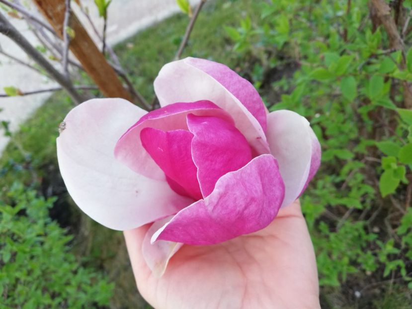  - Magnolia soulangeana Rustica Rubra