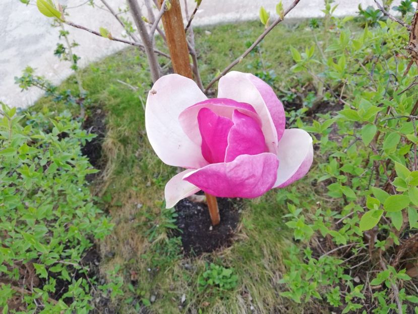  - Magnolia soulangeana Rustica Rubra