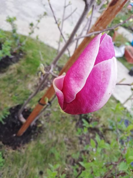  - Magnolia soulangeana Rustica Rubra