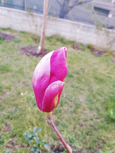  - Magnolia soulangeana Rustica Rubra