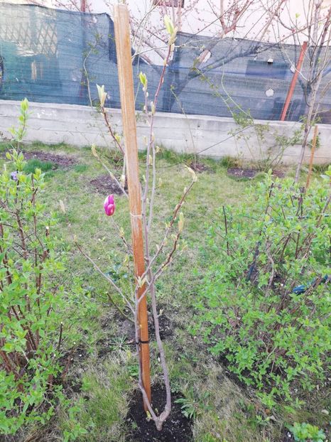  - Magnolia soulangeana Rustica Rubra