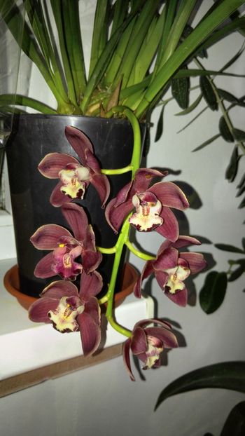  - cymbidium 2019