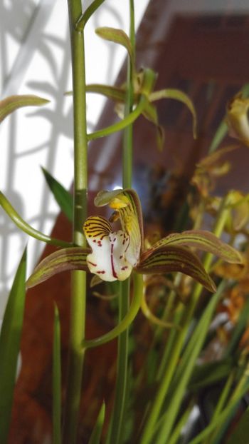  - cymbidium 2019