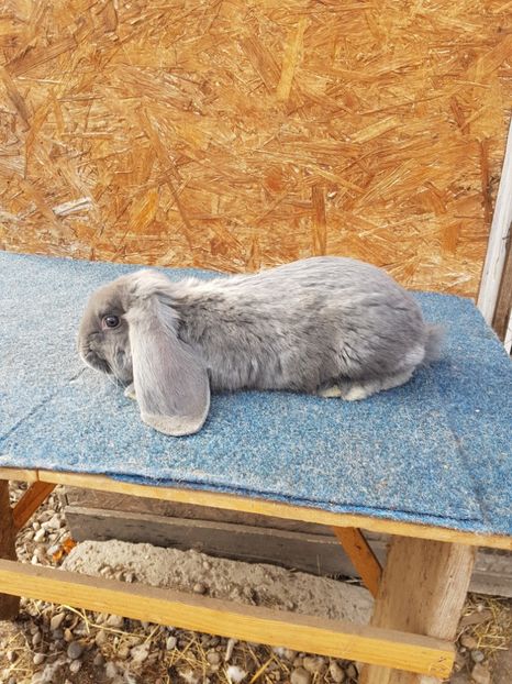  - Pui de vanzare 02 04 2019