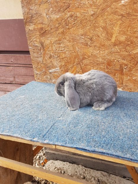  - Pui de vanzare 02 04 2019