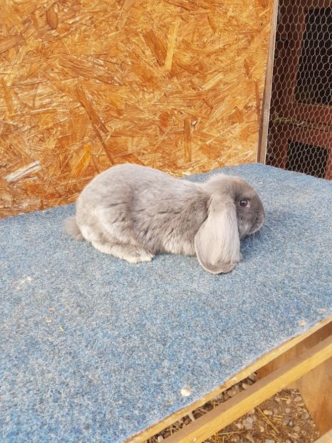  - Pui de vanzare 02 04 2019