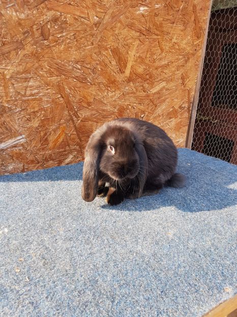  - Pui de vanzare 02 04 2019