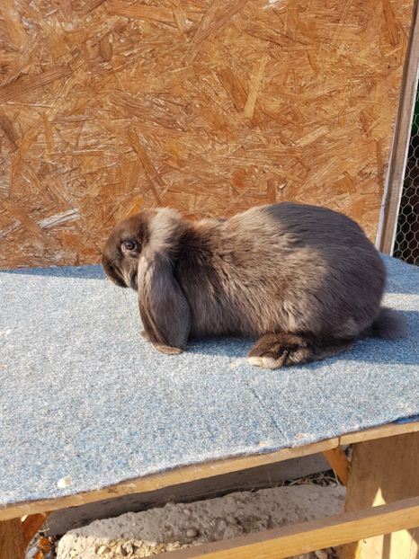  - Pui de vanzare 02 04 2019