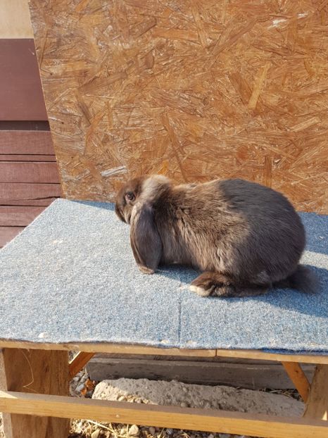  - Pui de vanzare 02 04 2019