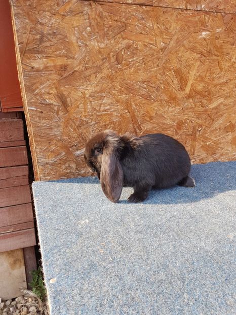  - Pui de vanzare 02 04 2019