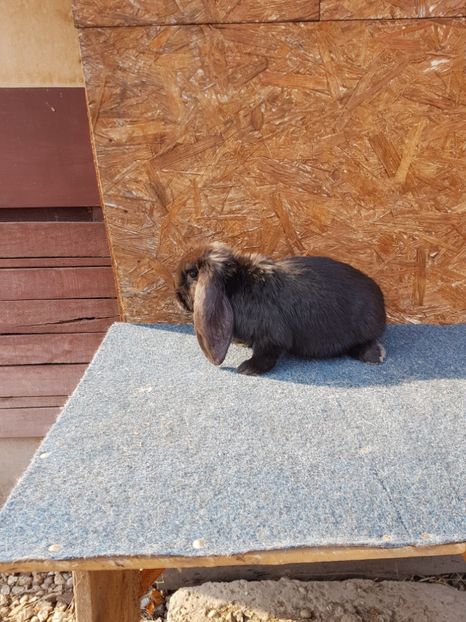  - Pui de vanzare 02 04 2019