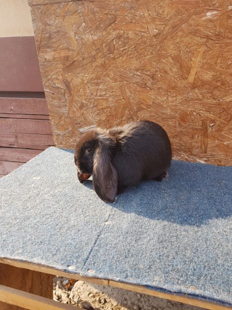  - Pui de vanzare 02 04 2019