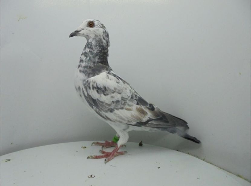 Orig Stanescu&Dobre - Femele - Females